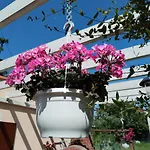 Apartments Anica Whit Parking